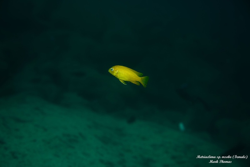 Maylandia sp. 'msobo' Ngwasi